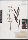 Foto von Salix babylonica L.